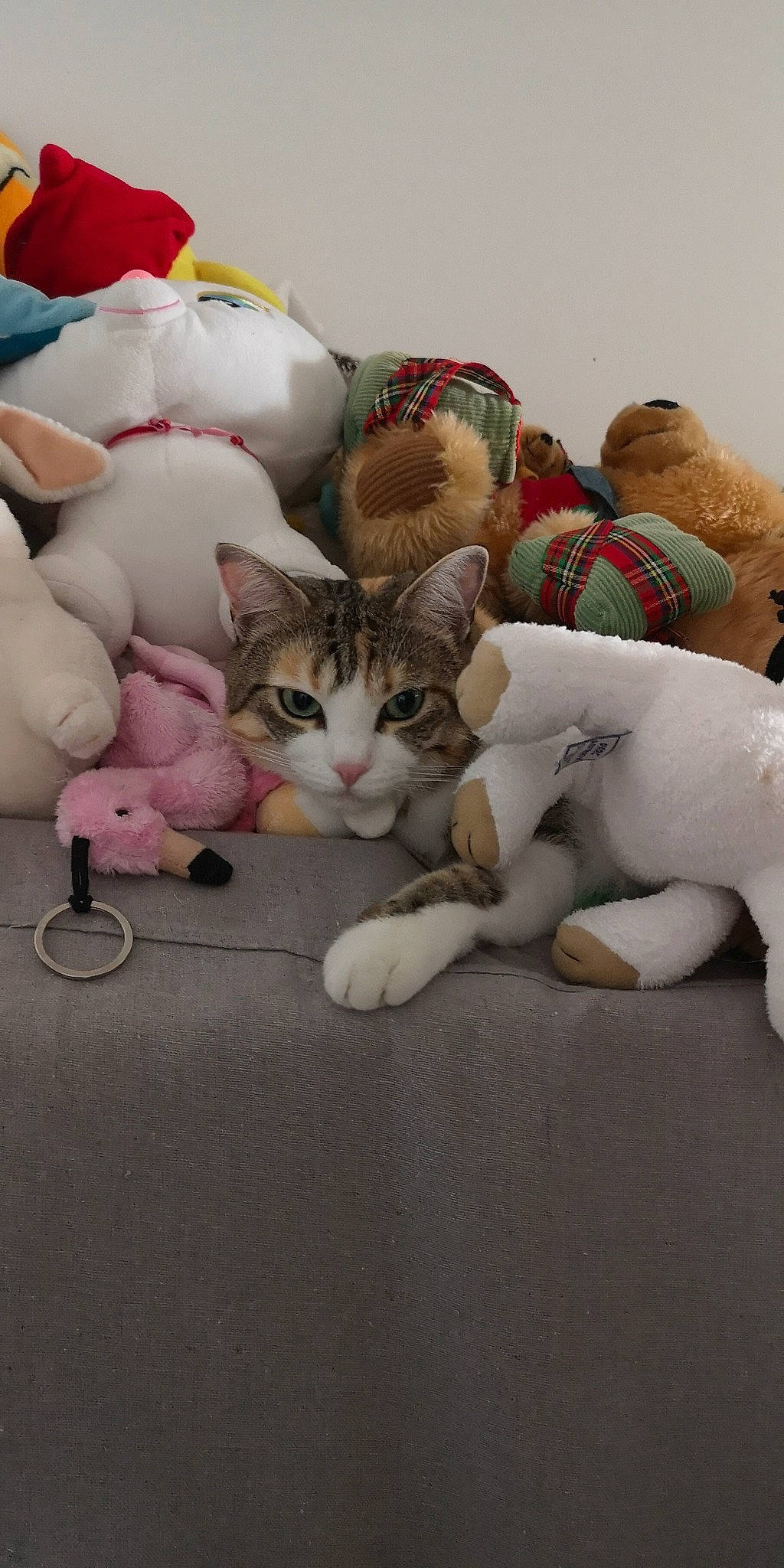 Maya Et Anaïs ? participe au concours pour gagner de l'argent avec cette photo : aegean_cat, asian, carnivore, cat, domestic_short_haired_cat, felidae, fur, kitten, paw, plush, polydactyl_cat, small_to_medium_sized_cats, stuffed_toy, tabby_cat, tail, toy, whiskers