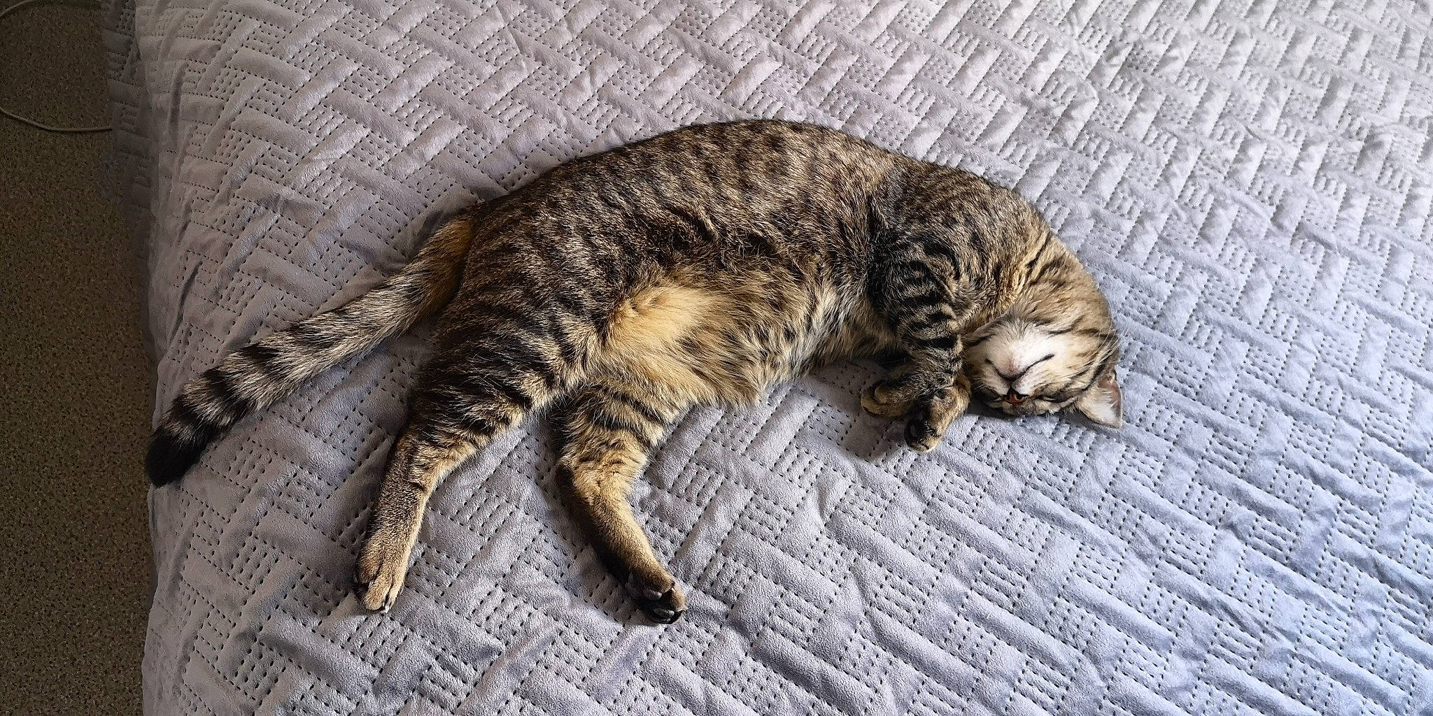 Maya Et Anaïs ? a rejoint le concours — aidez-le/la à gagner de superbes lots ! bengal, california_spangled, carnivore, cat, domestic_short_haired_cat, dragon_li, european_shorthair, felidae, fur, mammal, ocicat, pixie_bob, rusty_spotted_cat, small_to_medium_sized_cats, sokoke, tabby_cat, toyger, vertebrate, whiskers, wild_cat