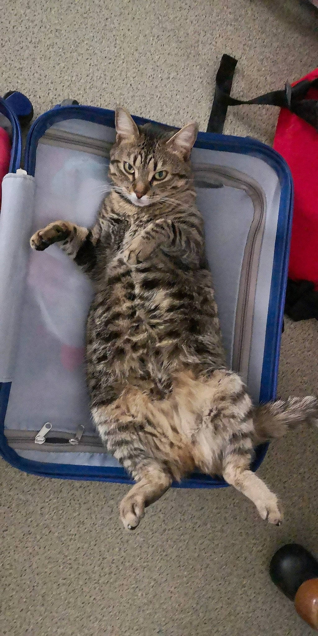 Maya Et Anaïs ? participe au concours pour gagner de l'argent avec cette photo : american_shorthair, asian, bengal, california_spangled, carnivore, cat, domestic_short_haired_cat, dragon_li, egyptian_mau, european_shorthair, felidae, kitten, mammal, ocicat, pixie_bob, small_to_medium_sized_cats, tabby_cat, vertebrate, whiskers, wild_cat