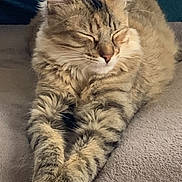 Opale participe au concours pour gagner de l'argent avec cette photo : abyssinian, angora, animal, armchair, blanket, cat, chair, couch, cushion, furniture, hardwood, homedecor, kitten, linen, manx, person, pet, siamese, sleeping, wood