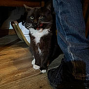Whiskers is registered to the contest to win money with this photo: cat, tuxedo_cat, indoor, wooden_floor, jeans, sneakers, black_shoes, white_shoes, pet, animal, tongue_out, whiskers, fur, legs, person, flooring, domestic_animal, cute, sitting, close_up
