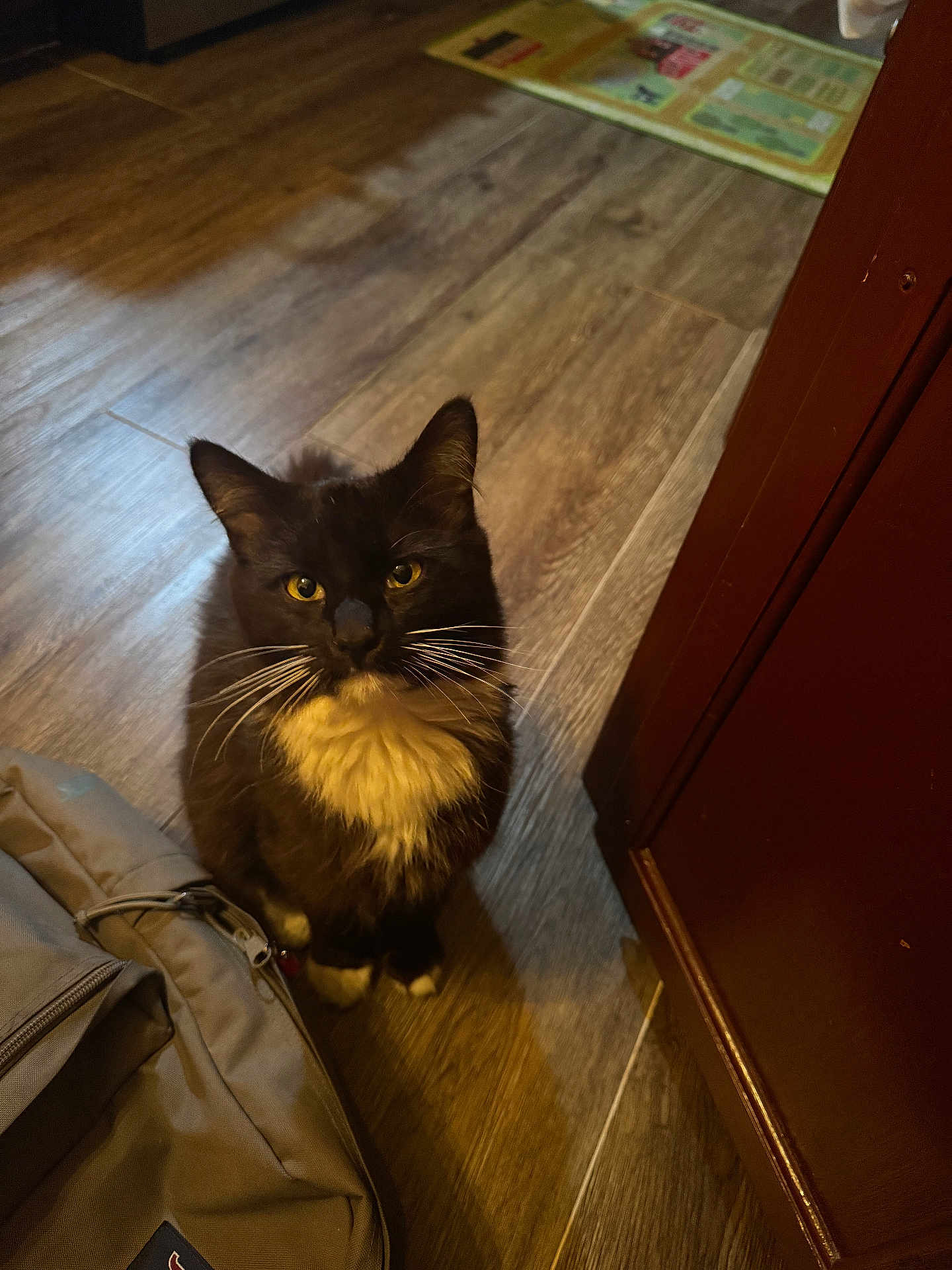 Whiskers is registered to the contest to win money with this photo: cat, tuxedo_cat, indoor, wooden_floor, backpack, pet, animal, whiskers, yellow_eyes, fur, curious, sitting, domestic_cat, household, flooring, brown, black_and_white, looking_up, shadow, closeup