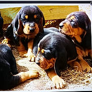 Pouf a rejoint le concours — aidez-le/la à gagner de superbes lots ! animal, black, closeup, cute, dirt, dog, ears, floppy_ears, fur, group, hay, mammal, nature, outdoor, pet, puppies, resting, sleepy, tan, young