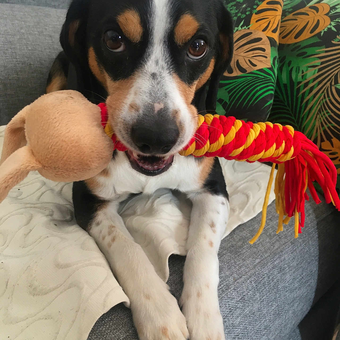 Mambo participe au concours pour gagner de l'argent avec cette photo : dog, puppy, tricolor, pet, animal, sitting, lying_down, rope_toy, plush_toy, chewing_toy, sofa, couch, cushion, indoor, home, portrait, close_up, front_facing, playful, cute