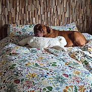 Narcos participe au concours pour gagner de l'argent avec cette photo : dog, brown_dog, mastiff, sleeping, lying_down, stuffed_animal, white_plush_toy, bed, bedroom, floral_bedding, colorful, wooden_wall, indoors, pet, relaxed, resting, wrinkled_face, portrait, cozy, funny
