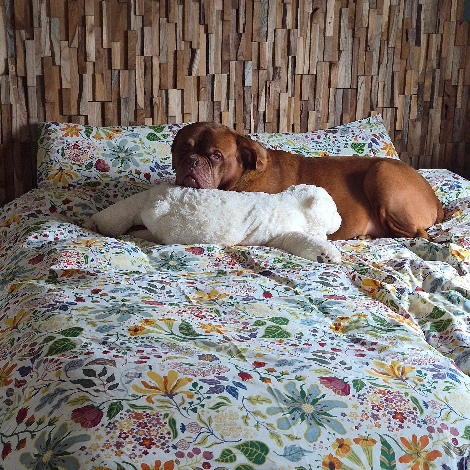 Narcos participe au concours pour gagner de l'argent avec cette photo : dog, brown_dog, mastiff, sleeping, lying_down, stuffed_animal, white_plush_toy, bed, bedroom, floral_bedding, colorful, wooden_wall, indoors, pet, relaxed, resting, wrinkled_face, portrait, cozy, funny
