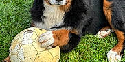 Autumn a rejoint le concours — aidez-le/la à gagner de superbes lots ! animal, bernese_mountain_dog, black_fur, brown_fur, canine, close_up, cute, daylight, dog, fur, grass, grass_field, laying_down, nature, outdoor, paw, pet, playing, soccer_ball, white_fur