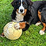 dog, bernese_mountain_dog, grass, soccer_ball, pet, animal, outdoor, paw, black_fur, brown_fur, white_fur, playing, laying_down, close_up, cute, canine, grass_field, daylight, nature, fur