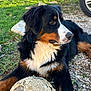 dog, bernese_mountain_dog, outdoor, grass, gravel, soccer_ball, worn_out, pet, animal, fur, black_fur, brown_fur, white_fur, side_view, resting, parked_car, tire, daylight, nature, close_up
