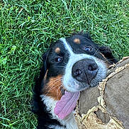Autumn participe au concours pour gagner de l'argent avec cette photo : dog, grass, tongue_out, playful, ball, chewing, happy, pet, outdoor, close_up, animal, fur, black_fur, brown_fur, white_fur, nose, whiskers, tongue, toy, nature
