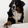 bernese_mountain_dog, dog, paw, fur, black_fur, white_fur, brown_fur, pet, animal, canine, portrait, indoor, white_background, resting, looking_away, close_up, fluffy, cute, domestic_animal, companion