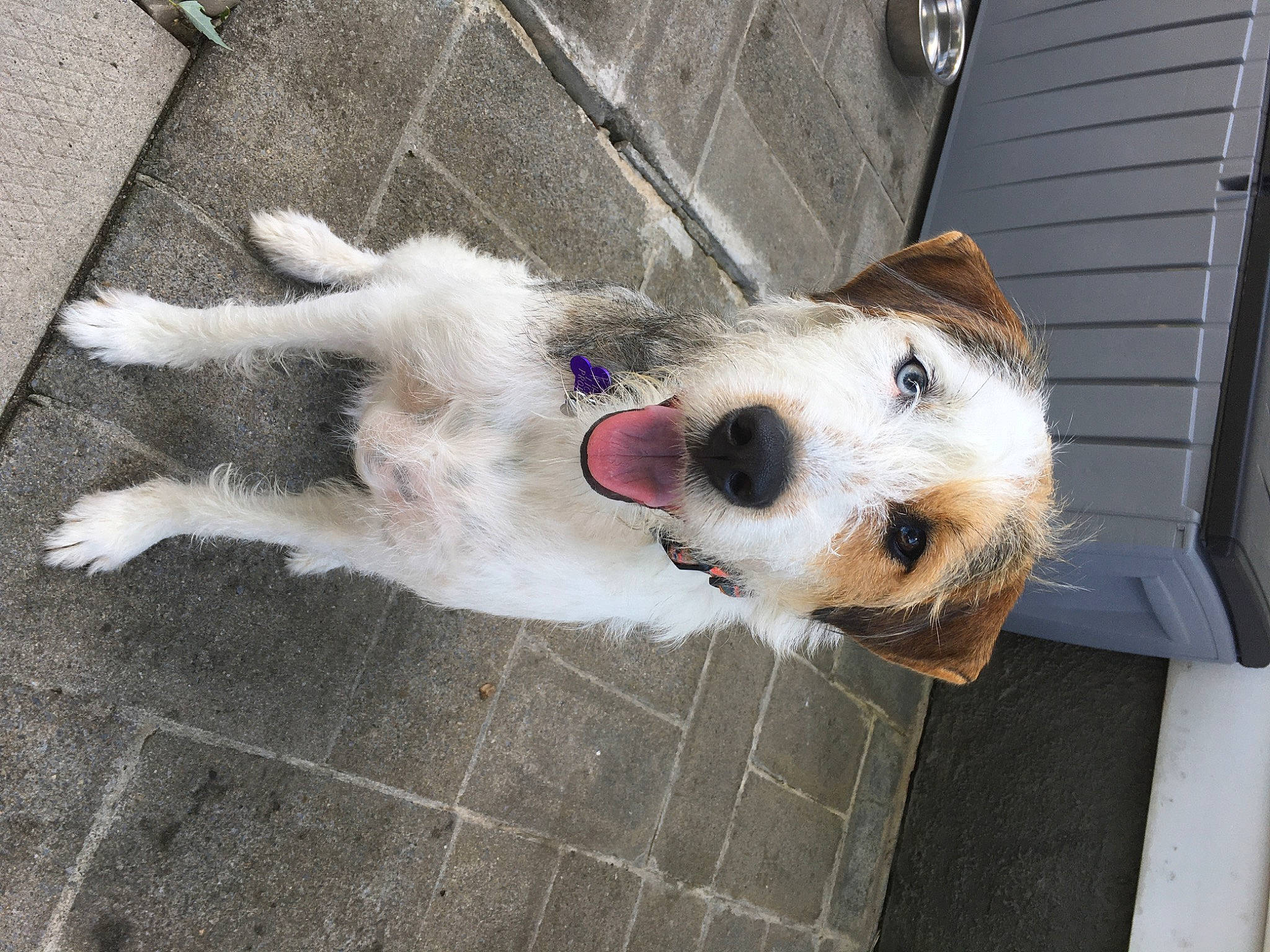 Chloe is registered to the contest to win money with this photo: canidae, carnivore, collar, companion_dog, concrete, dog, dog_breed, dog_supply, fawn, flooring, fur, leash, non_sporting_group, pet_supply, road_surface, sidewalk, snout, sporting_group, vehicle, working_animal