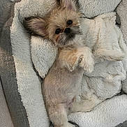 Milo is registered to the contest to win money with this photo: adorable, animal, companion, cozy, cute, dog, ears, fluffy, fur, gray, indoor, looking_up, lying_down, pet_bed, relaxed, resting, sleepy, small_dog, soft, white