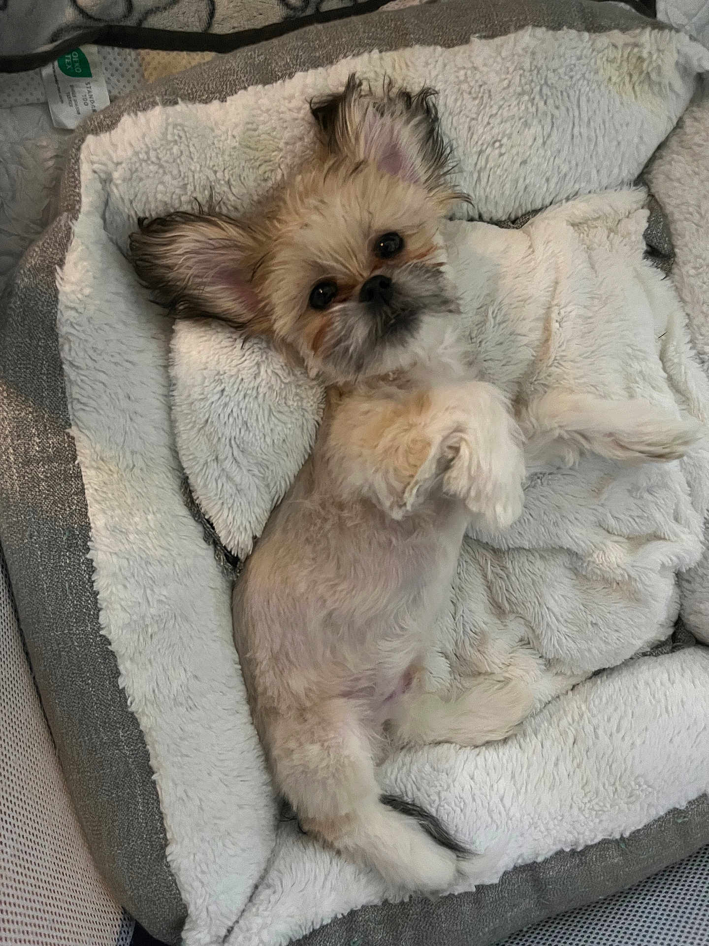 Milo