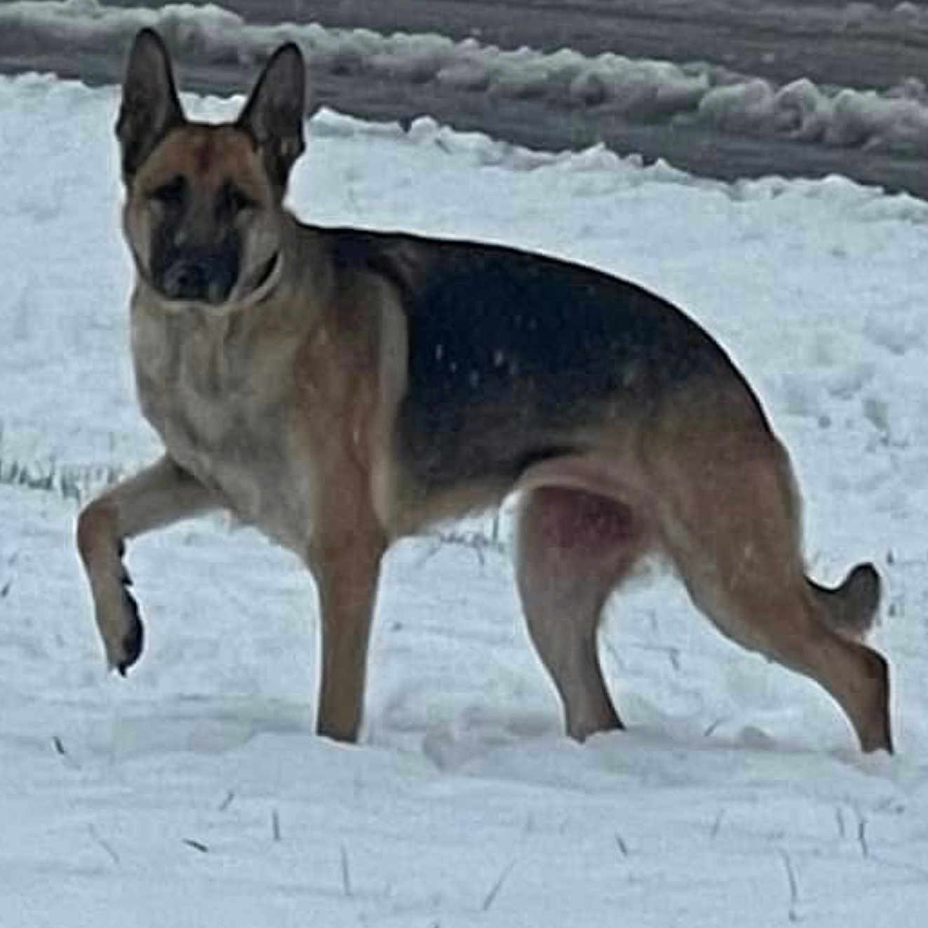 Roxie is registered to the contest to win money with this photo: animal, canine, coyote, dog, germanshepherd, nature, outdoors, pet, policedog, snow