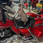 Hummer joined the competition — help win amazing prizes! dog, motorcycle, red_motorcycle, sitting, upright, shaved_dog, collar, vehicle, chrome, leather_seat, handlebars, store, indoor, portrait, pet, animal, funny, photograph, gallery_screenshot, red