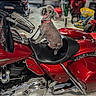 dog, motorcycle, red_motorcycle, sitting, upright, shaved_dog, collar, vehicle, chrome, leather_seat, handlebars, store, indoor, portrait, pet, animal, funny, photograph, gallery_screenshot, red