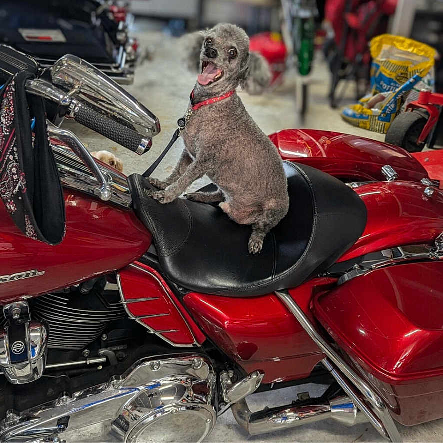 Hummer joined the competition — help win amazing prizes! dog, motorcycle, red_motorcycle, sitting, upright, shaved_dog, collar, vehicle, chrome, leather_seat, handlebars, store, indoor, portrait, pet, animal, funny, photograph, gallery_screenshot, red
