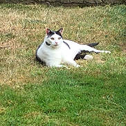 Ina a rejoint le concours — aidez-le/la à gagner de superbes lots ! cat, animal, outdoor, grass, lawn, black_and_white, relaxed, pet, nature, daylight, feline, resting, garden, sunlight, mammal, domestic_animal, cute, lying_down, whiskers, ears
