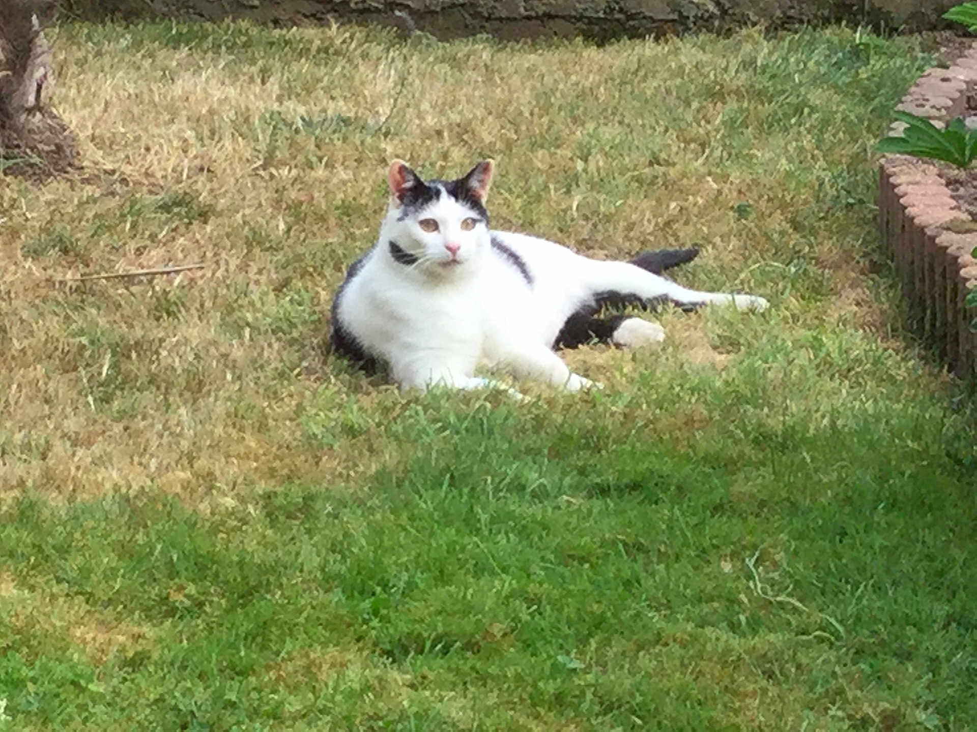 Ina a rejoint le concours — aidez-le/la à gagner de superbes lots ! cat, animal, outdoor, grass, lawn, black_and_white, relaxed, pet, nature, daylight, feline, resting, garden, sunlight, mammal, domestic_animal, cute, lying_down, whiskers, ears