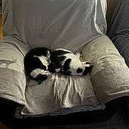 Chipie Et Ina a rejoint le concours — aidez-le/la à gagner de superbes lots ! cat, sleeping, black_and_white, chair, blanket, furniture, indoor, cozy, pet, resting, animal, home, relaxing, two_cats, soft, wooden_floor, living_room, cushion, domestic, quiet