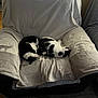 cat, sleeping, black_and_white, chair, blanket, furniture, indoor, cozy, pet, resting, animal, home, relaxing, two_cats, soft, wooden_floor, living_room, cushion, domestic, quiet