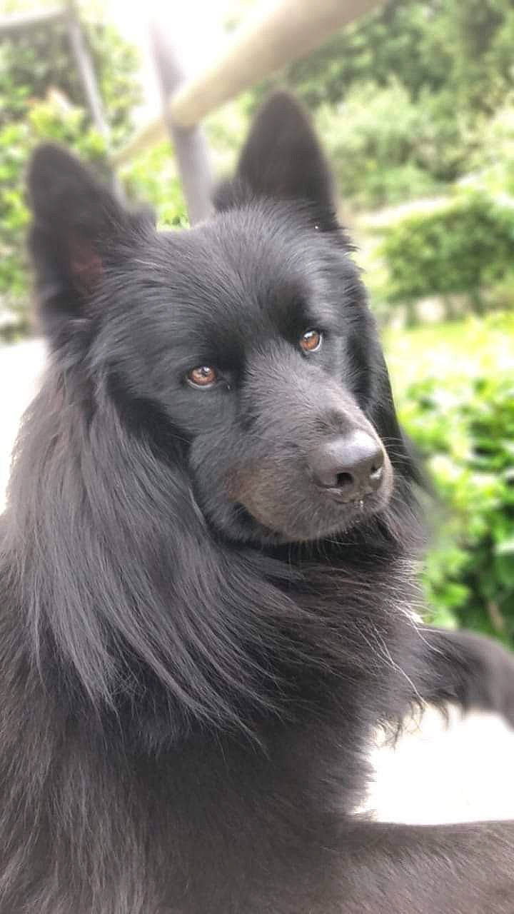 Rex participe au concours pour gagner de l'argent avec cette photo : belgian_shepherd, black_norwegian_elkhound, canidae, carnivore, dog, dog_breed, groenendael, mammal, rare_breed_dog, schipperke, snout, swedish_lapphund, vertebrate