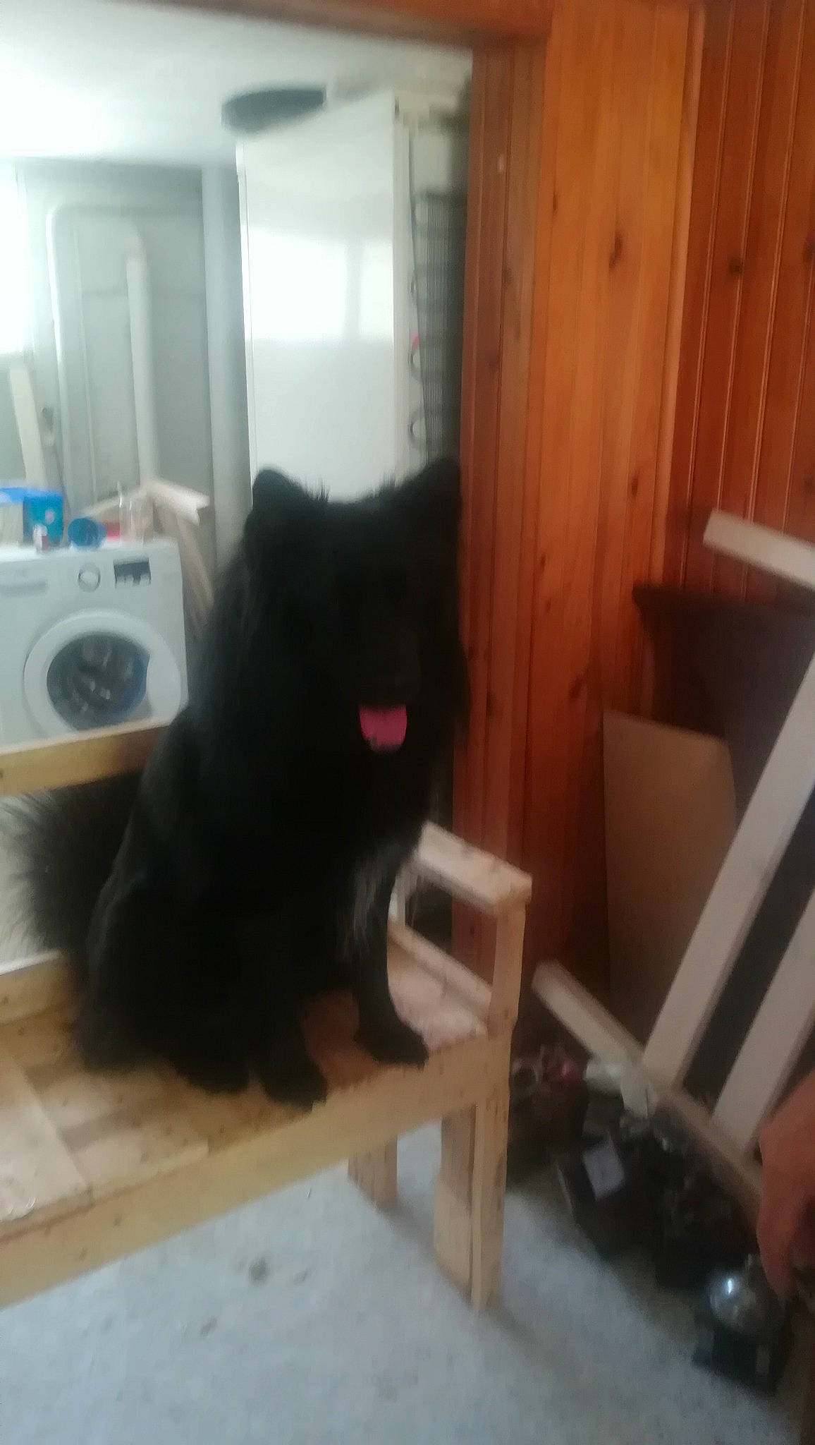 Rerxo participe au concours pour gagner de l'argent avec cette photo : black_cat, canidae, carnivore, cat, chow_chow, companion_dog, dog, dog_breed, eurasier, german_spitz_mittel, mammal, non_sporting_group, pomeranian, puppy, room, schipperke, spitz, sporting_group, tail