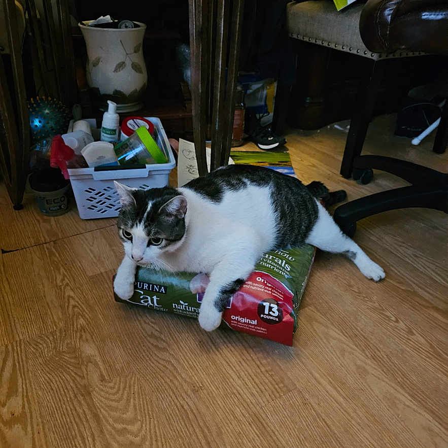 Max joined the competition — help win amazing prizes! cat, indoor, wooden_floor, cat_food, pet, animal, domestic, relaxed, furniture, chair, container, household_items, curious, floor, resting, black_and_white_cat, home, bag, loafing, domestic_animal
