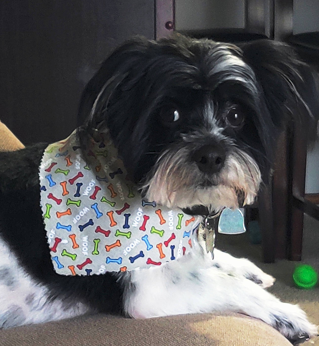 Oliver is registered to the contest to win money with this photo: automotive_tire, canidae, carnivore, comfort, companion_dog, dog, dog_breed, dog_supply, fur, grey, liver, maltepoo, shih_tzu, small_terrier, smile, snout, sporting_group, terrier, toy_dog, working_animal
