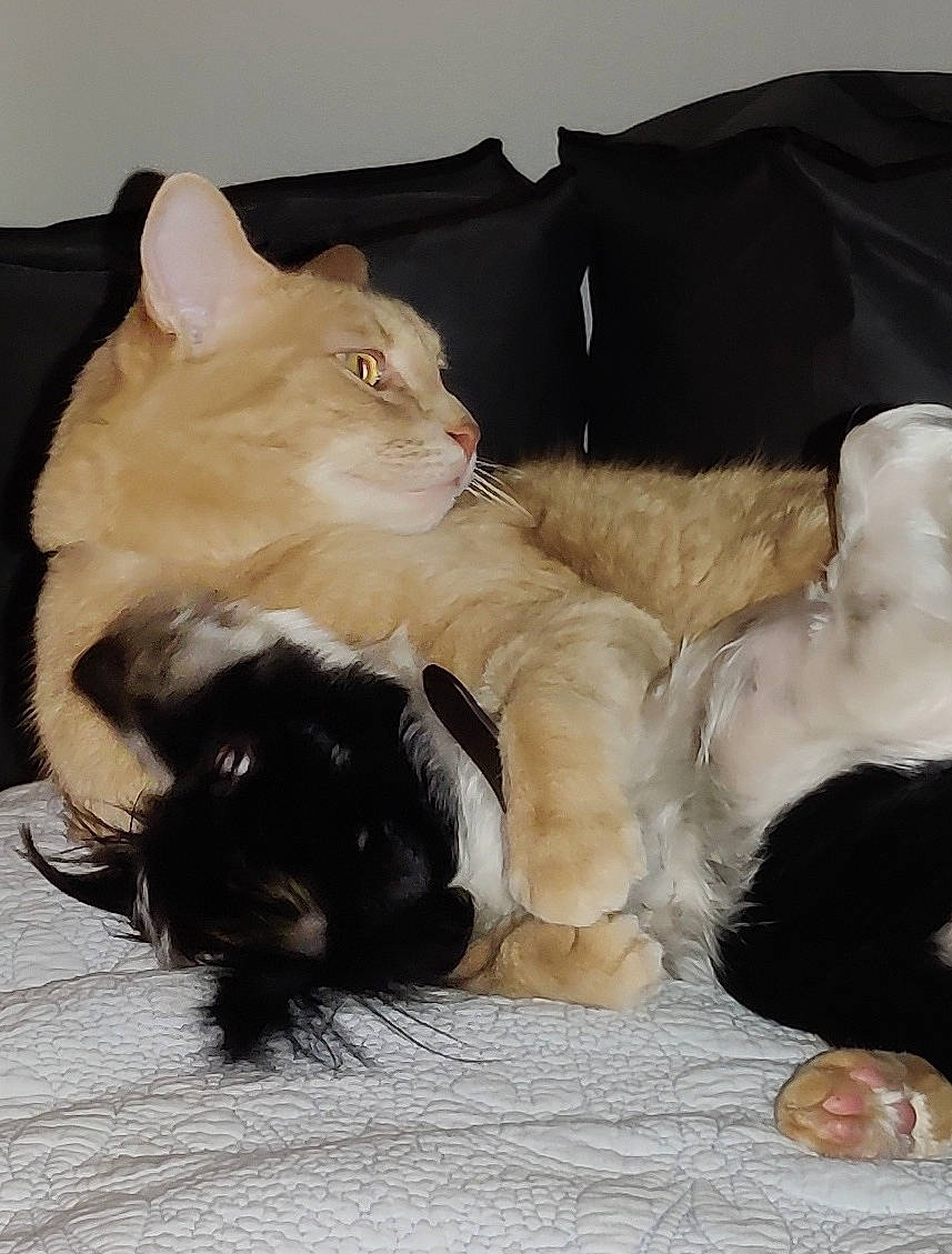 Gato is registered to the contest to win money with this photo: carnivore, cat, comfort, fawn, felidae, fur, linens, paw, small_to_medium_sized_cats, tail, vertebrate, whiskers