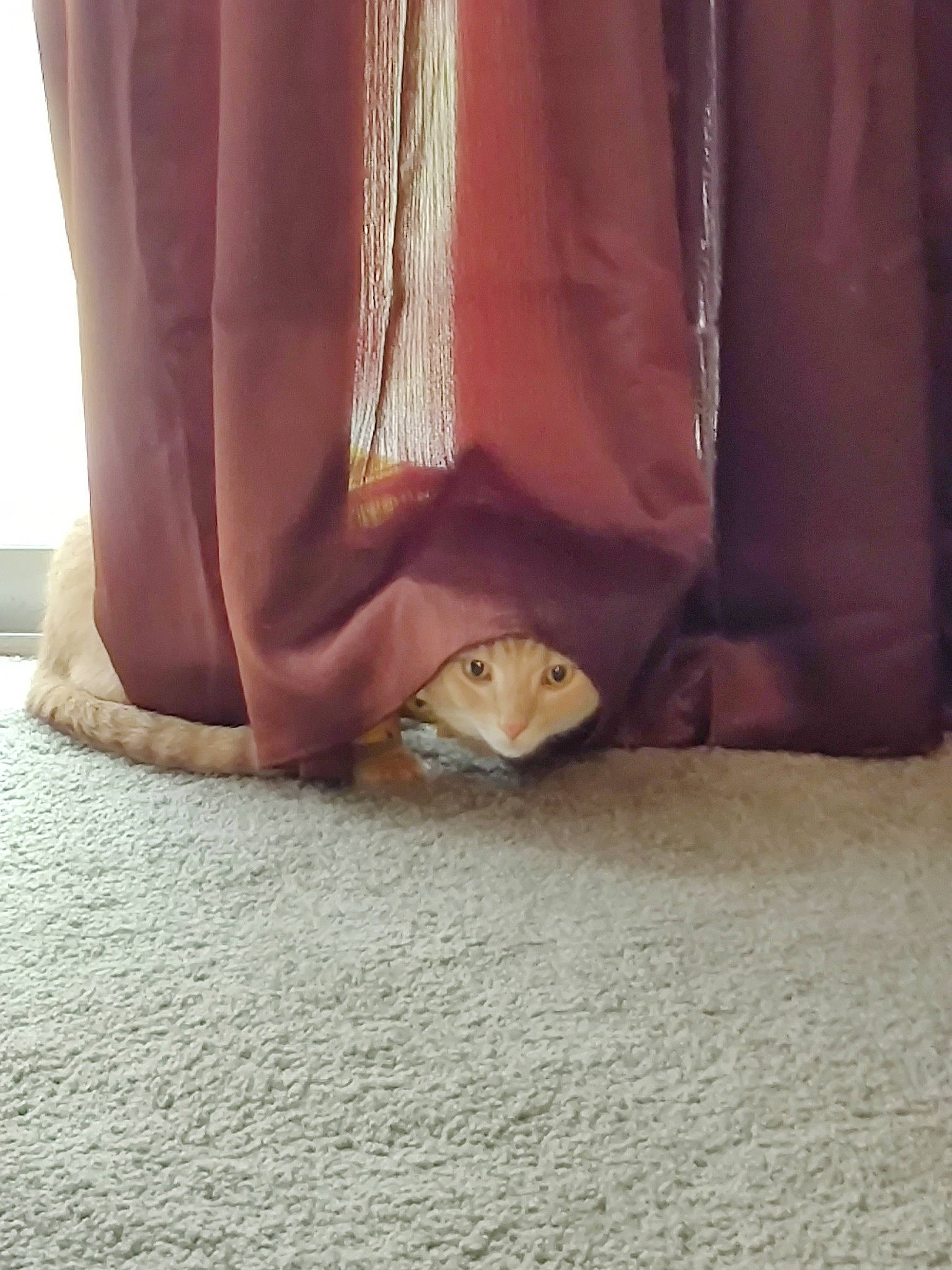 Gato is registered to the contest to win money with this photo: ankle, beige, claw, fawn, foot, hamster, mouse, pest, rodent, tan, textile, toe, whiskers