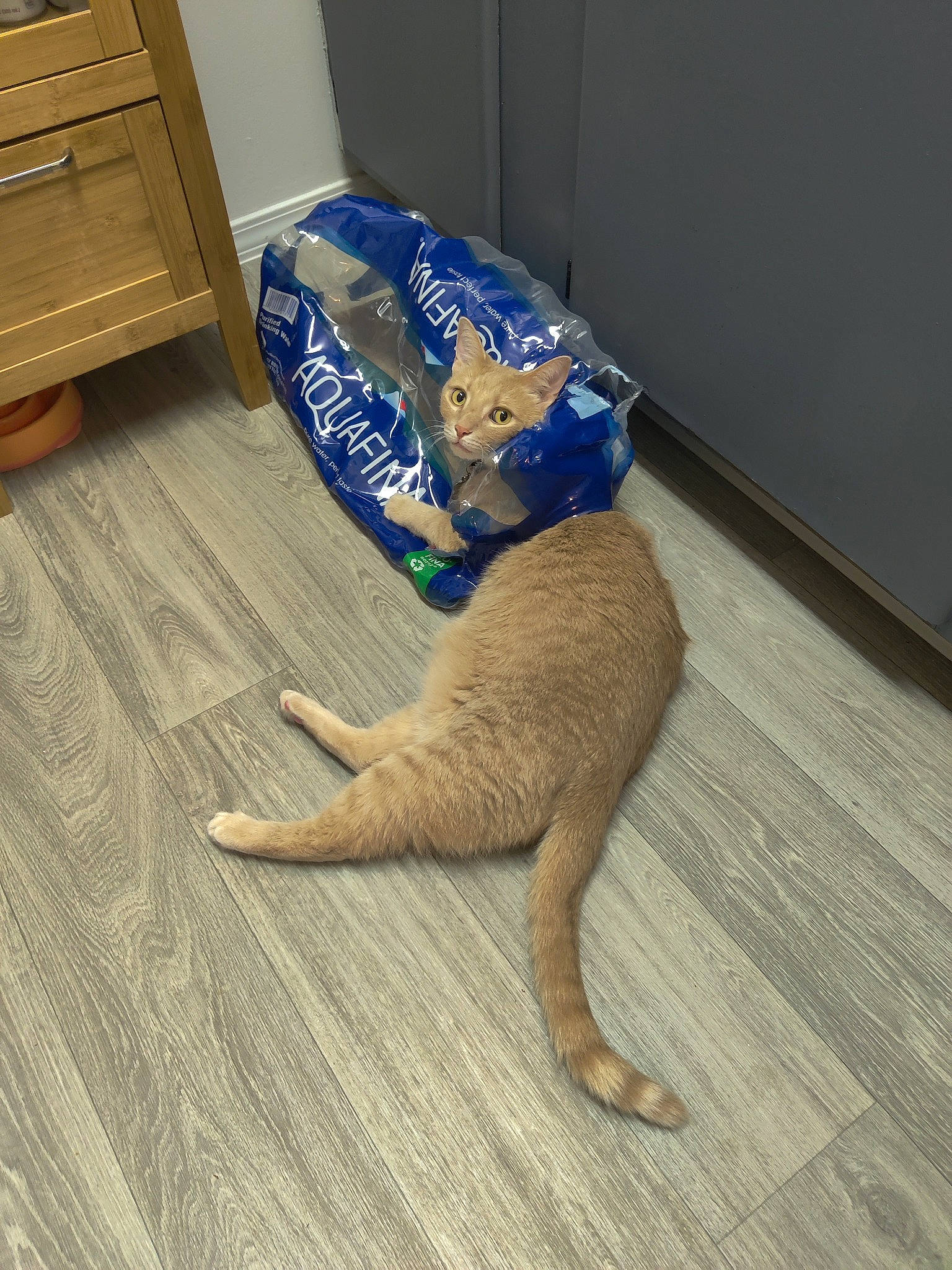 Gato joined the competition — help win amazing prizes! cabinetry, carnivore, chest_of_drawers, claw, drawer, filing_cabinet, floor, flooring, foot, fur, hardwood, laminate_flooring, paw, pet_supply, snout, tail, terrestrial_animal, wood, wood_flooring, wood_stain