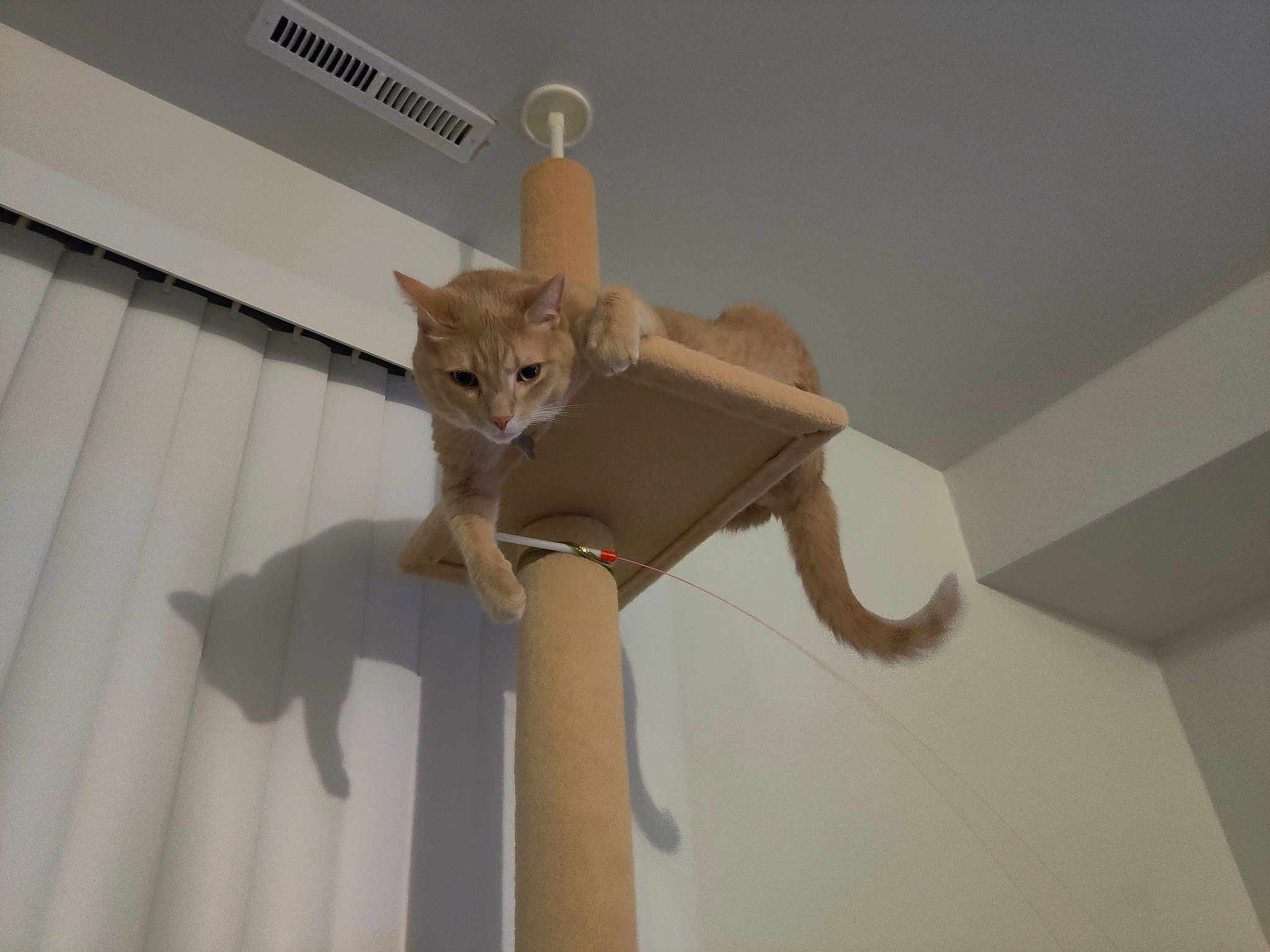 Gato