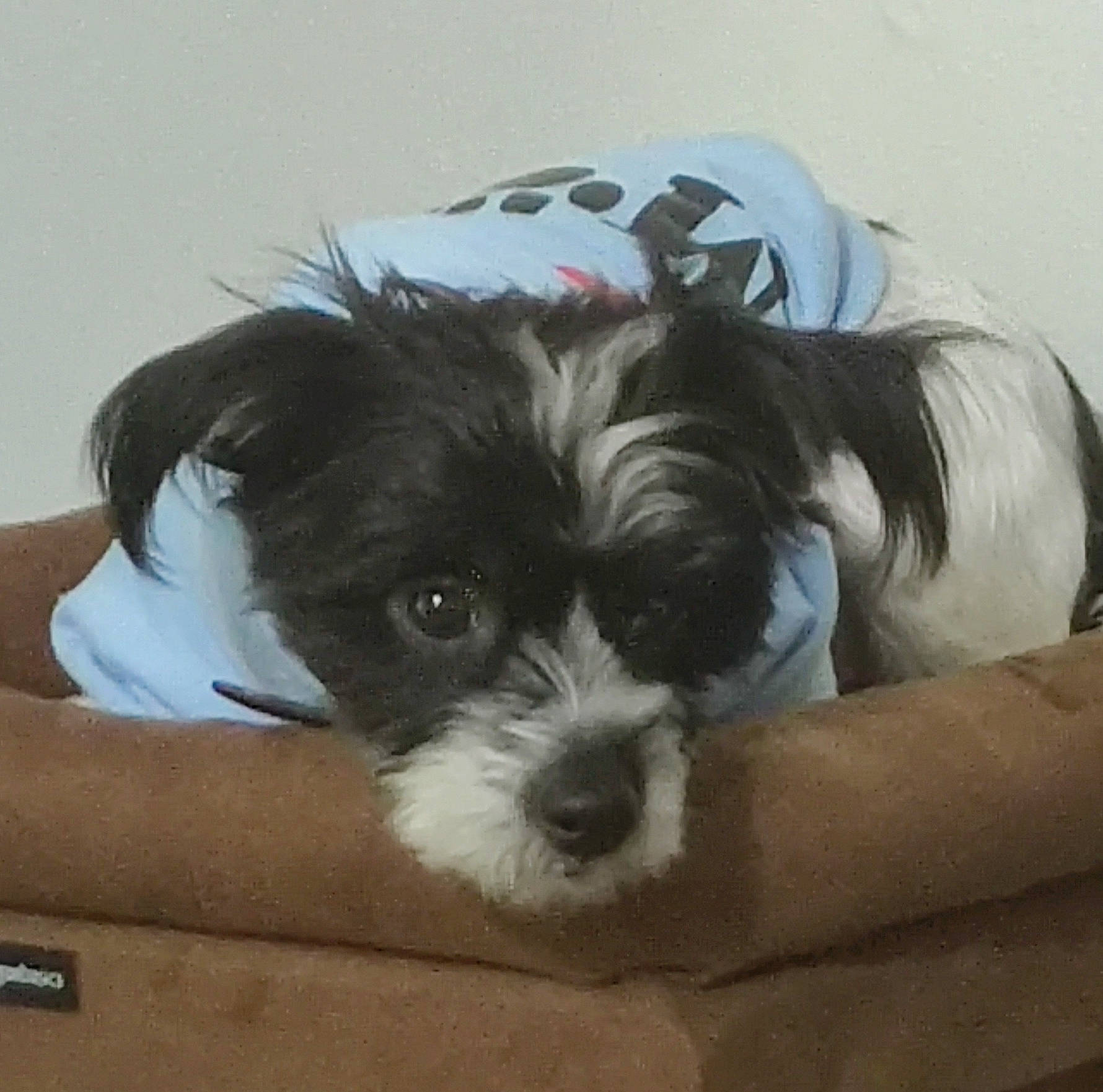 Oliver joined the competition — help win amazing prizes! biewer_terrier, canidae, carnivore, companion_dog, dog, dog_breed, dog_supply, mammal, non_sporting_group, pet_supply, puppy, shih_poo, silver, small_terrier, snout, terrier, toy_dog, vertebrate, working_animal, working_dog