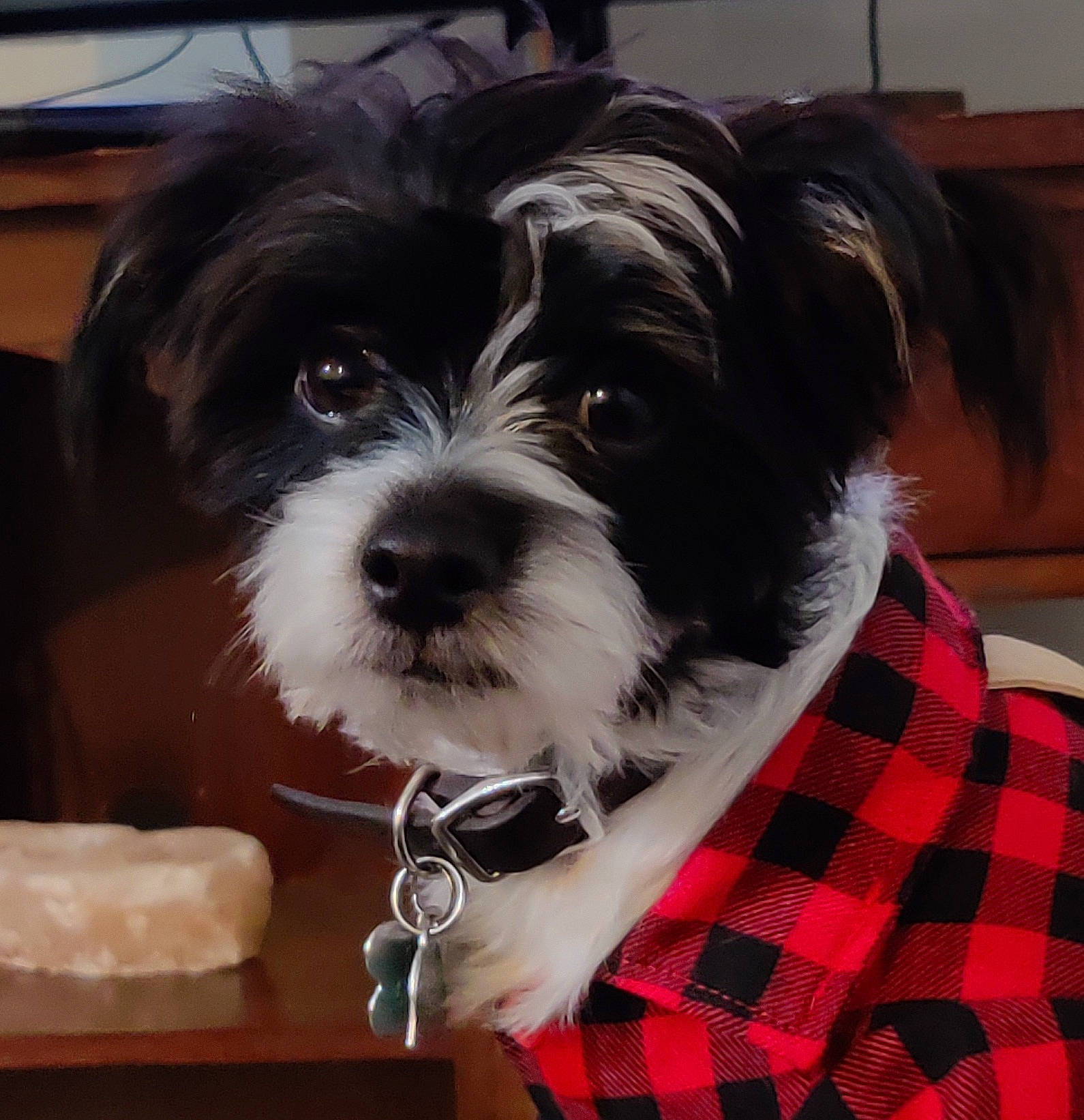 Oliver is registered to the contest to win money with this photo: biewer_terrier, canidae, carnivore, companion_dog, dog, dog_breed, fur, liver, pattern, plaid, puppy_love, sleeve, small_terrier, snout, sporting_group, square, tartan, terrier, toy_dog, working_animal
