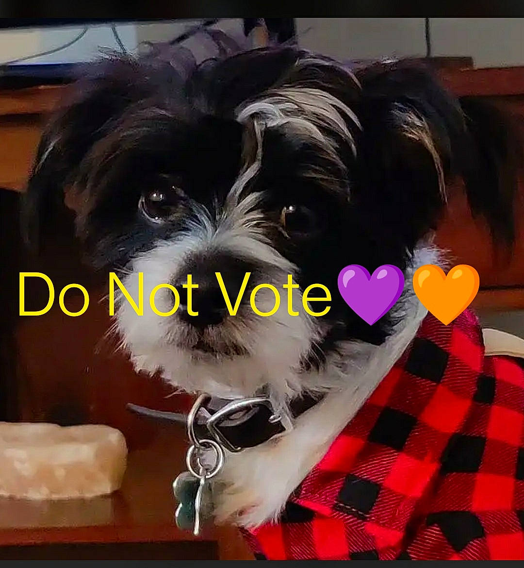 Oliver joined the competition — help win amazing prizes! canidae, carnivore, comfort, companion_dog, dog, dog_breed, dog_collar, dog_supply, fur, liver, pattern, pet_supply, plaid, puppy_love, small_terrier, snout, sporting_group, tartan, toy_dog, working_animal