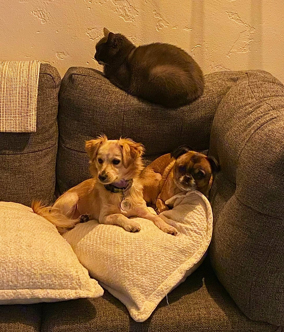 Charlie Cat is registered to the contest to win money with this photo: canidae, carnivore, comfort, companion_dog, couch, dog, dog_breed, fawn, felidae, home, home_accessories, interior_design, linens, mammal, room, small_to_medium_sized_cats, snout, sporting_group, vertebrate, working_animal