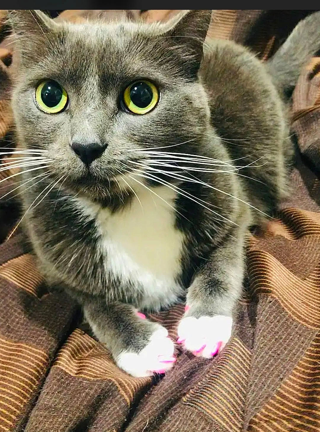 Charlie Cat is registered to the contest to win money with this photo: carnivore, cat, curious, domestic_short_haired_cat, felidae, fur, iris, pet_supply, small_to_medium_sized_cats, snout, vertebrate, whiskers