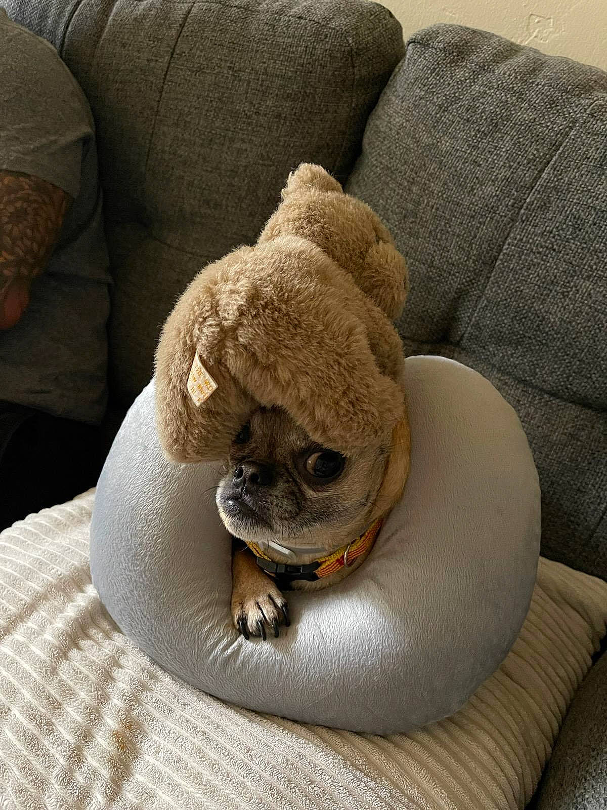 Halston is registered to the contest to win money with this photo: beige, carnivore, comfort, companion_dog, dog, fawn, fur, grey, hat, linens, reptile, sitting, snout, stuffed_toy, terrestrial_animal, towel, toy, working_animal