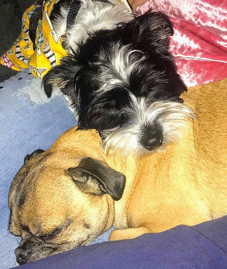 Halston joined the competition — help win amazing prizes! canidae, carnivore, companion_dog, dog, dog_breed, mammal, miniature_schnauzer, morkie, puppy, puppy_love, rare_breed_dog, schnauzer, schnoodle, shih_tzu, small_terrier, snout, sporting_lucas_terrier, terrier, toy_dog, vertebrate