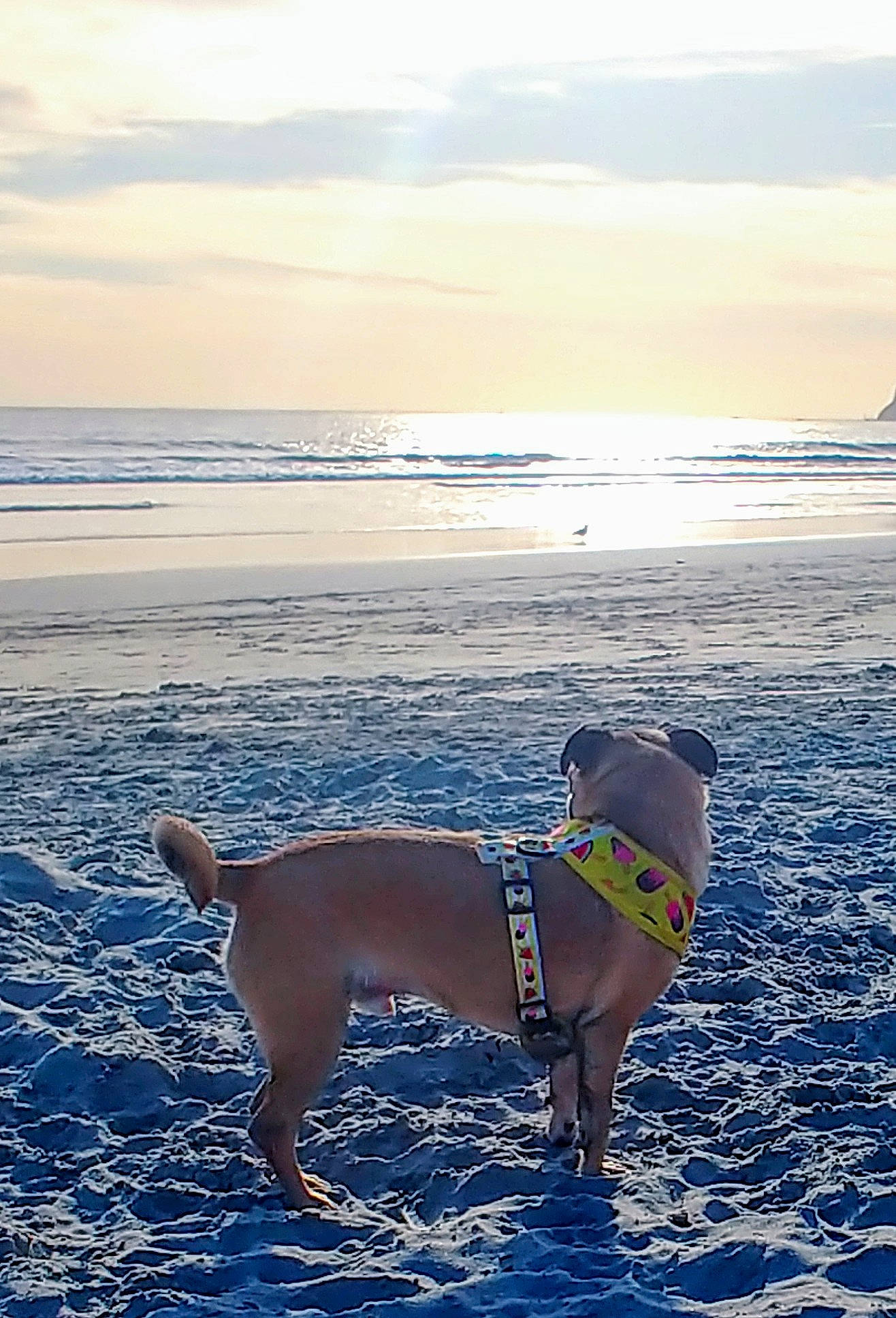 Halston joined the competition — help win amazing prizes! beach, canidae, carnivore, cloud, coast, dog, dog_breed, dog_walking, fawn, horizon, ocean, puggle, sea, sky, sporting_group, summer, sunlight, vacation, wave, weimaraner