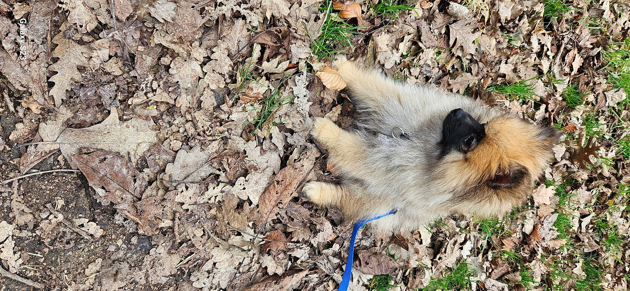 Oreo a rejoint le concours — aidez-le/la à gagner de superbes lots ! canidae, carnivore, companion_dog, dog, dog_breed, fawn, fur, grass, hoary_marmot, plant, snout, soil, sporting_group, terrestrial_animal, whiskers, wildlife