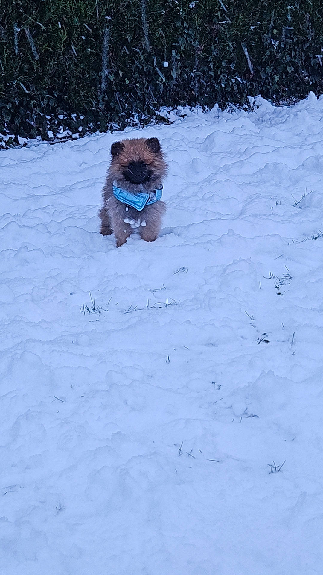 Oreo participe au concours pour gagner de l'argent avec cette photo : canidae, carnivore, companion_dog, dog, dog_breed, dog_clothes, dog_supply, fawn, freezing, fur, goggles, pet_supply, recreation, slope, snow, sporting_group, sunglasses, tree, winter, working_animal