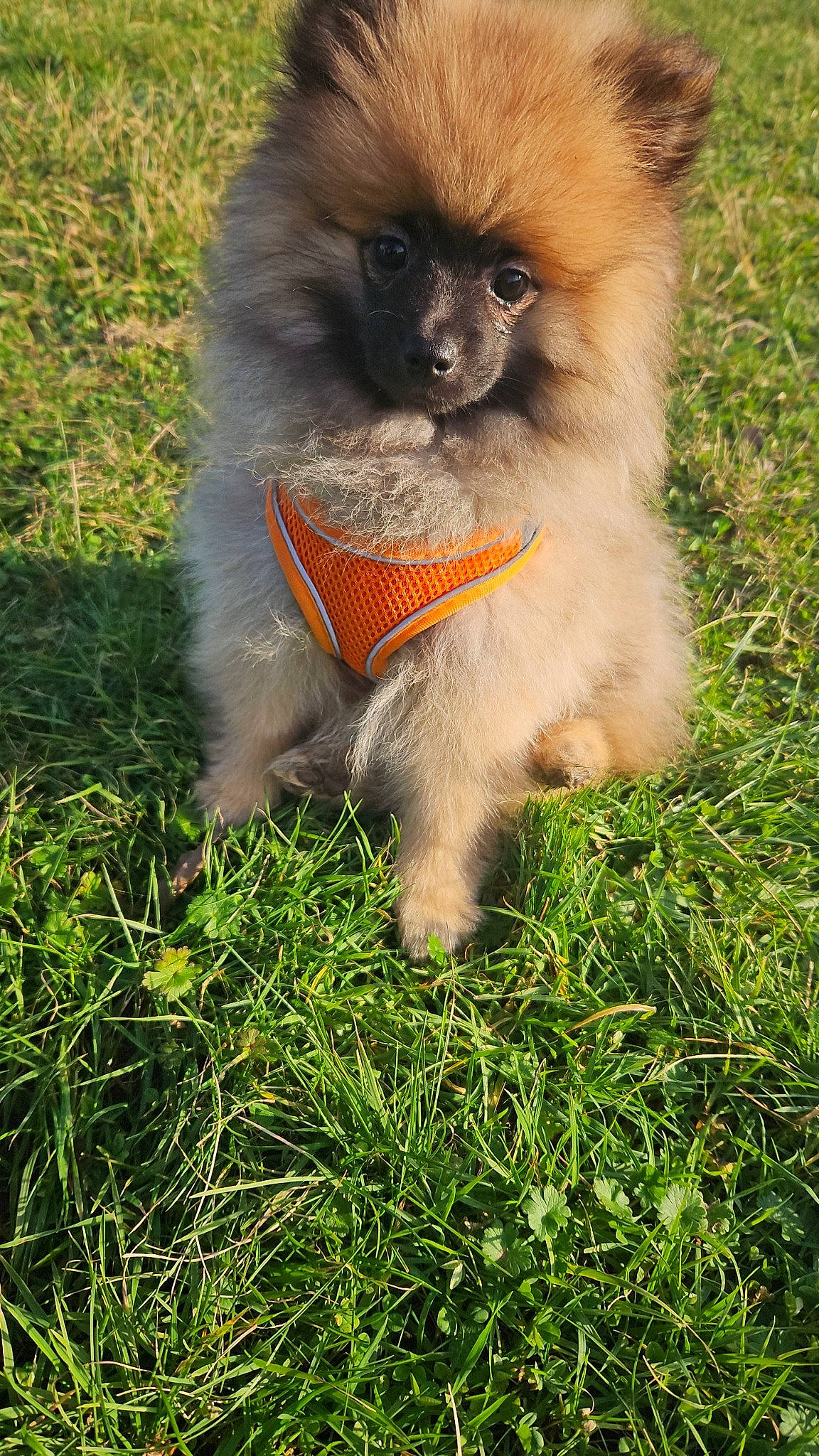 Oreo a rejoint le concours — aidez-le/la à gagner de superbes lots ! canidae, companion_dog, dog_breed, fawn, fur, gibbon, grass, langur, people_in_nature, primate, snout, tail, terrestrial_animal, wildlife