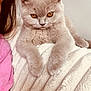 kitten, cat, gray_cat, amber_eyes, fluffy, pet, animal, blanket, soft_texture, cozy, indoor, close_up, cute, resting, feline, young_cat, fur, relaxed, human_partial, pink_shirt