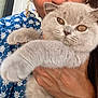 cat, gray_cat, pet, animal, feline, close_up, person_holding, hand, blue_clothing, patterned_clothing, fur, whiskers, face, paw, indoor, human, cute, eyes, portrait, friendly