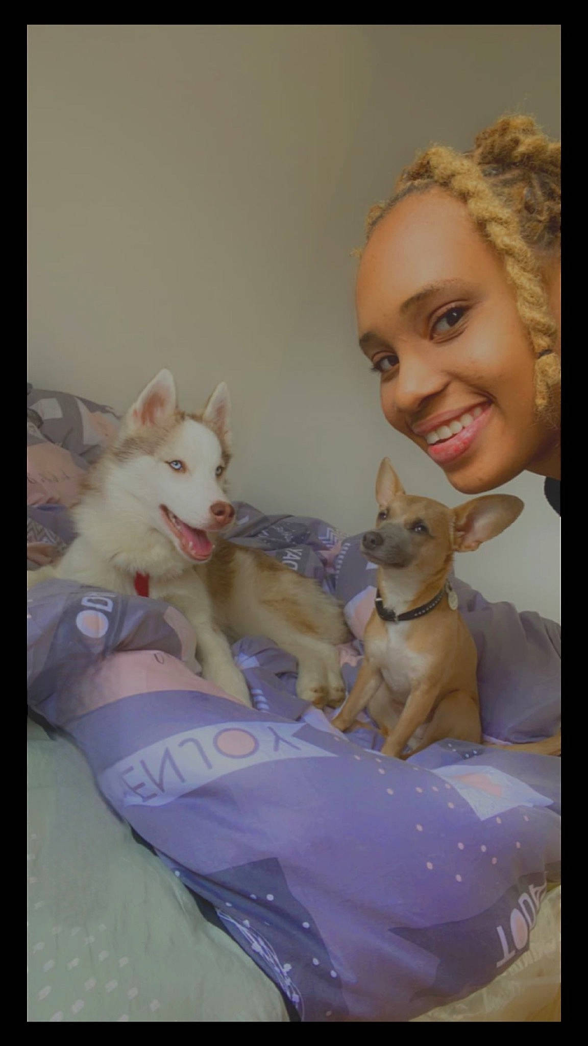 Lolita a rejoint le concours — aidez-le/la à gagner de superbes lots ! art, canidae, carnivore, chihuahua, comfort, companion_dog, dog, dog_breed, dog_supply, fawn, happy, mammal, photo_caption, room, sitting, smile, sporting_group, tail, toy, toy_dog