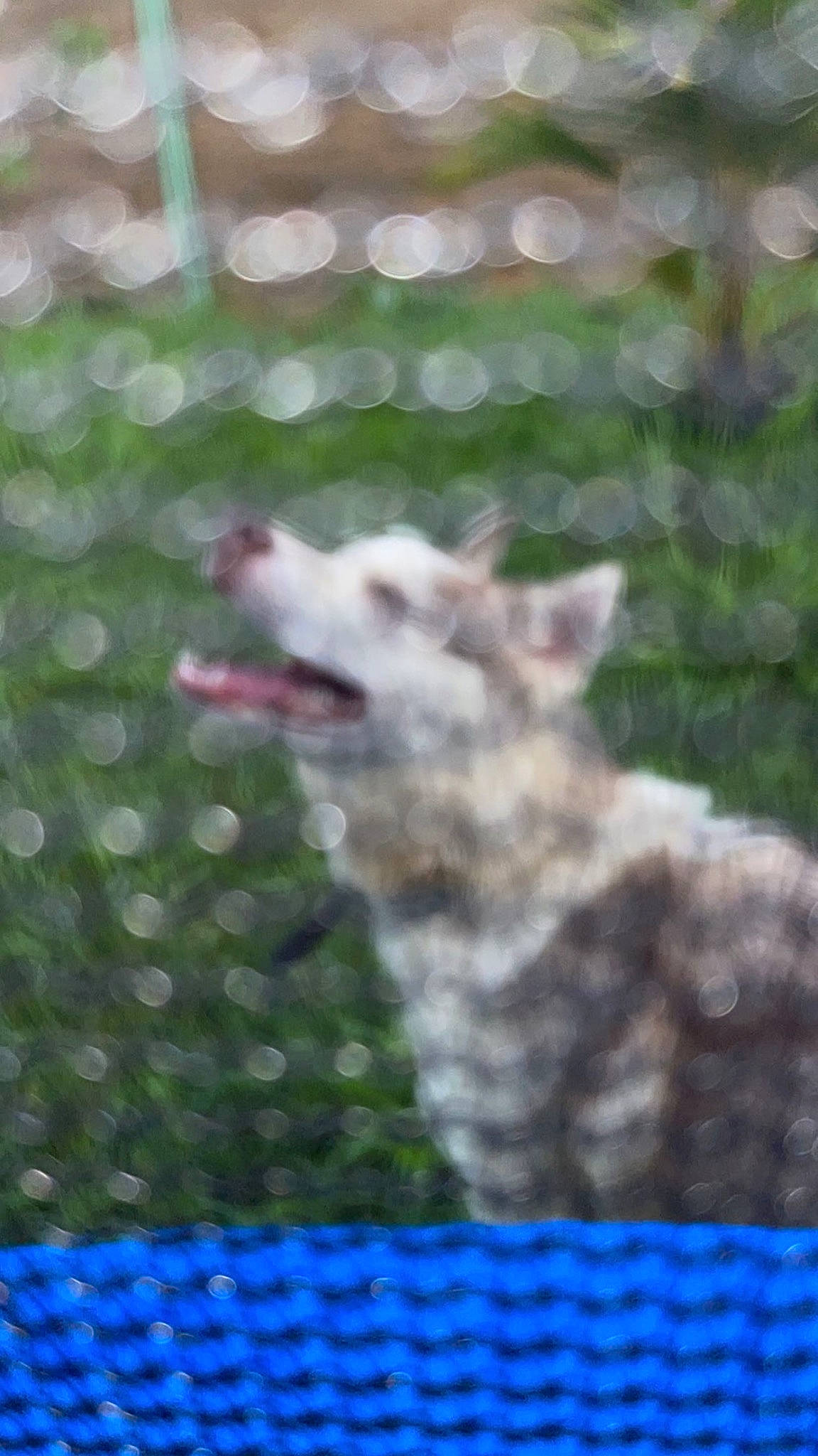 Lolita a rejoint le concours — aidez-le/la à gagner de superbes lots ! canidae, carnivore, dog, dog_breed, felidae, fur, grass, groundcover, pattern, photo_caption, rectangle, small_to_medium_sized_cats, snout, terrestrial_animal, whiskers, wildlife, wolf