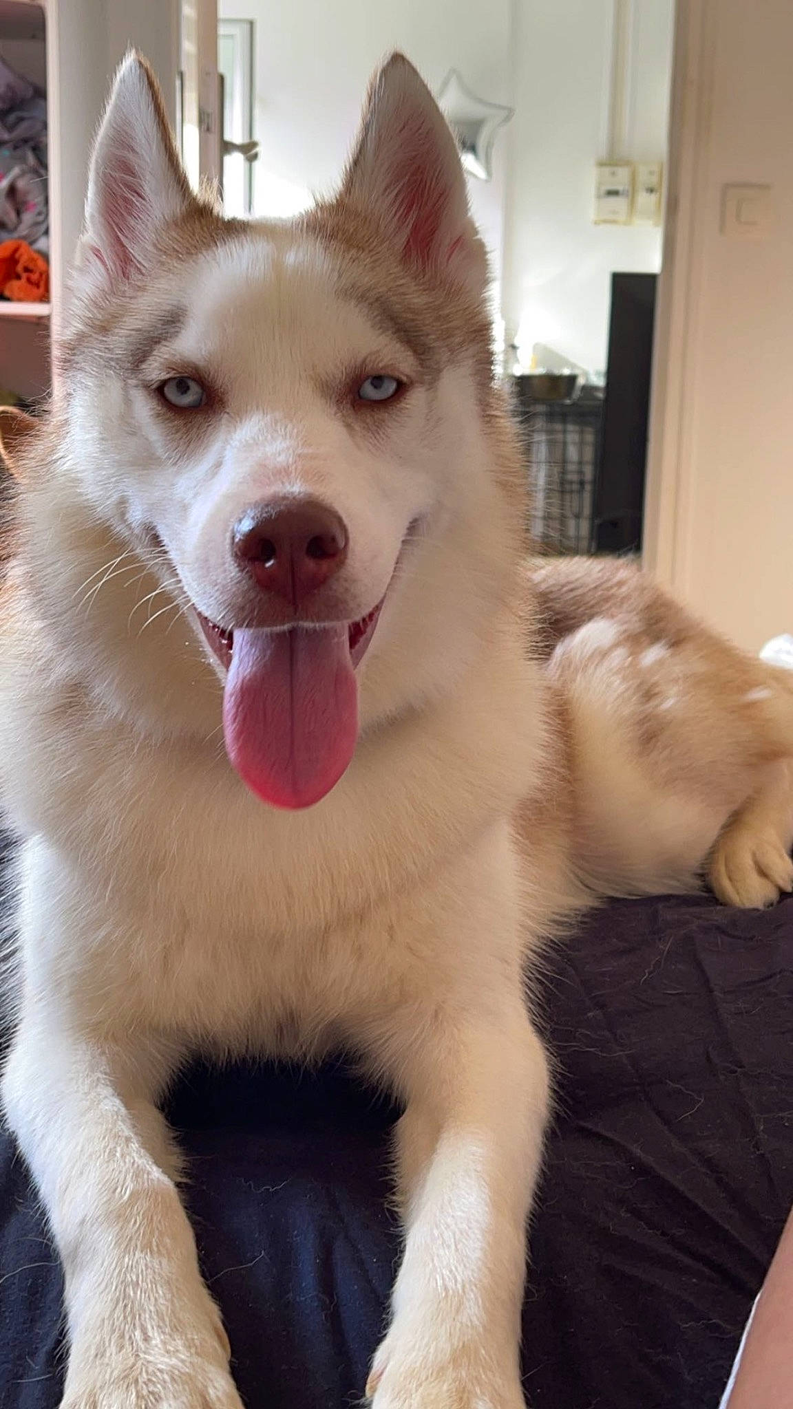 Lolita participe au concours pour gagner de l'argent avec cette photo : canidae, canis, carnivore, collar, companion_dog, dog, dog_breed, fang, fawn, foot, fur, herding_dog, jaw, paw, snout, sporting_group, terrestrial_animal, whiskers, working_animal, working_dog